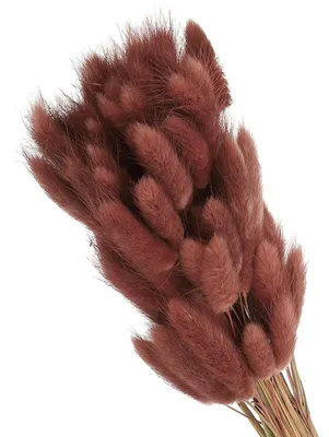 Produktbild von Getrocknete Hasenschwanz-Blumen - 80 Stück - Dekoration für Vasen und Gestecke - Braun - 40 cm