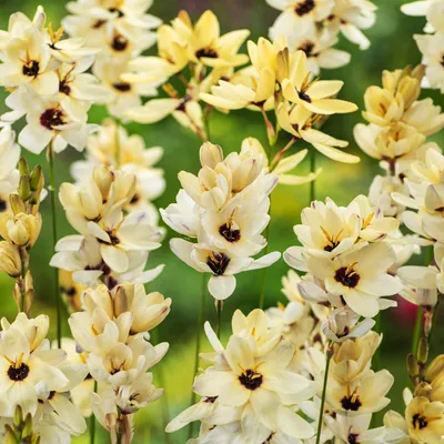 Produktbild von Ixia Zwiebeln Blumen Glockenblume Kornlilie Hogarth 10 St.