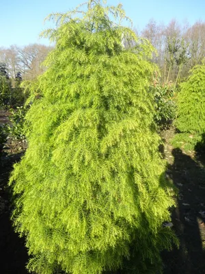Produktbild von Japanische Sicheltanne - Cryptomeria japonica Elegans Viridis - 40-60 cm