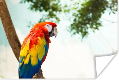 Produktbild von MuchoWow® Poster Papagei - Vogel - Regenbogen - Tropisch 90x60 cm - Schlafzimmer
