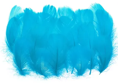 Gänsefedern 300 Stück, 7,6–12,7 cm, Bastelfedern, Türkis