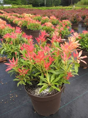 Produktbild von Pieris japonica Forest Flame - japanische Lavendelheide - 30-40cm