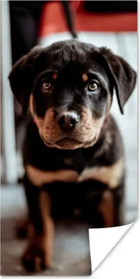 Produktbild von MuchoWow® Poster Jung - Hund - Kamera 40x80 cm - Dekoration