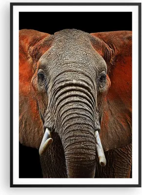 Produktbild von Gerahmtes Poster - Schwarzer Rahmen - Elefant Rot Ohren - 70x100 cm - Wand Bild - Wanddeko - Wandbilder - Kunstposter - Wandposter - Bilderrahmen - Bilder - Kunstdruck - Wandbild - P2BPA70x100-4237