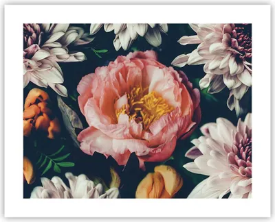 Produktbild von Poster - Poster ohne Rahmen - Blumen Pfingstrose Holzig - 50x40 cm - Wand Bild - Wanddeko - Wandbilder - Kunstposter - Wandposter - Bilder - Kunstdruck - Wanddekoration - Wandbild - P2XAA50x40-4661
