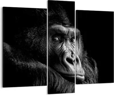 Produktbild von Bild auf Leinwand - Leinwandbild - 3 Teile - Affe Gorilla Porträt - 95x80cm - Wand Bild - Wanddeko - Wandbilder - Leinwanddruck - Bilder - Wanddekoration - Leinwand bilder - Wandbild - CB95x80-5007