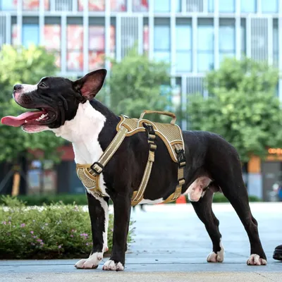 Produktbild von Reflektierendes Hundegeschirr mit Griff und Verstellbaren Schnallen - Braun, Größe S
