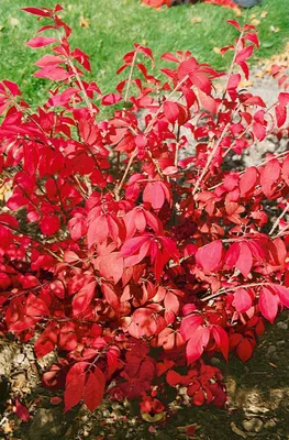 Produktbild von Euonymus alatus 'Fire Ball', Flügel-Spindelstrauch, 40–50 cm
