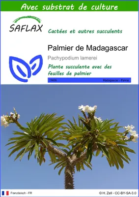 Image de SAFLAX  - Palmier de Madagascar - 10 graines - Avec substrat - Pachypodium