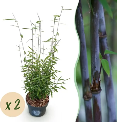 Produktbild von Gräser - Fargesia nitida Black Dragon - Nicht-invasiver Bambus - Immergrün - 2 Pflanzen - 70-80cm - Ø23cm - Gartenpflanze