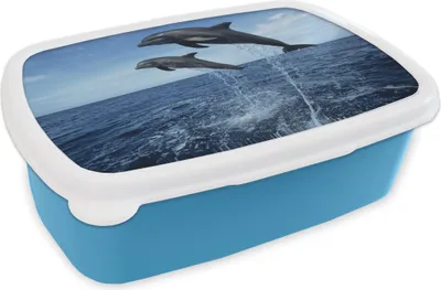 Produktbild von KitchenYeah® Lunchbox Brotzeit Brotdose 17x11 cm Delfin - Meer - Tier Kinder Brotzeitdose - Lunch - Kunststoff  - Brotbüchse - Sandwichbox - Lunchbox für Kinder