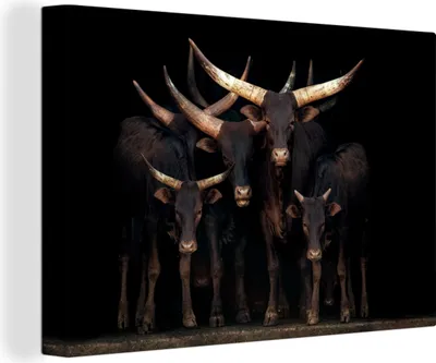 Produktbild von MuchoWow® - Leinwandbilder - Kühe - Watussi - Schwarz, Wandbild, Wanddeko Bilder Wohnzimmer, 60x40cm