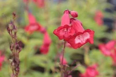 Produktbild von 6 x  Penstemon hybr. 'Rubicunda' - Bartfaden - Topf 9 x 9 cm