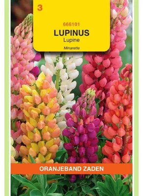 Immagine prodotto di Miscela di semi di Lupinus polyphyllus "Oranjeband" - 1 confezione