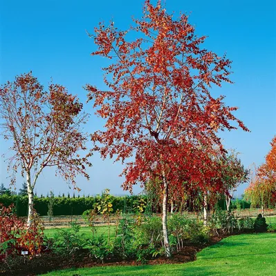 Produktbild von Betula pendula 'Royal Frost', Hängebirke, rotbraune Blätter, 100–125 cm