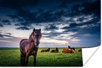Produktbild von MuchoWow® Poster Pferde - Wolken - Gras 90x60 cm - Schlafzimmer