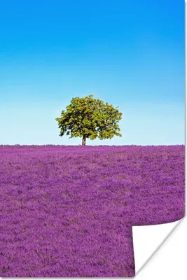 Produktbild von MuchoWow® Poster Baum - Lila - Himmel - Lavendel 40x60 cm - Plakate für die Wand - Poster Babyzimmer