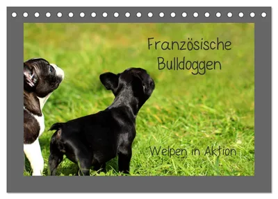 Produktbild von Französische Bulldoggen (Tischkalender 2027 DIN A5 quer), CALVENDO Monatskalender