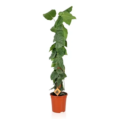 Obrázek produktu pro Gardners Monstera dubia Juveniel, průměr 24 cm