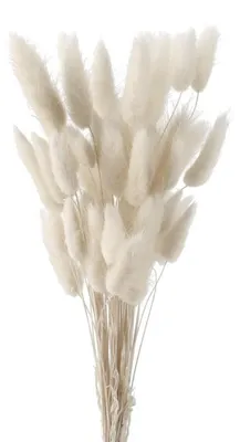 Obrázek produktu pro Sušené trávy Pampas, bílé, 50 kusů, 45 cm