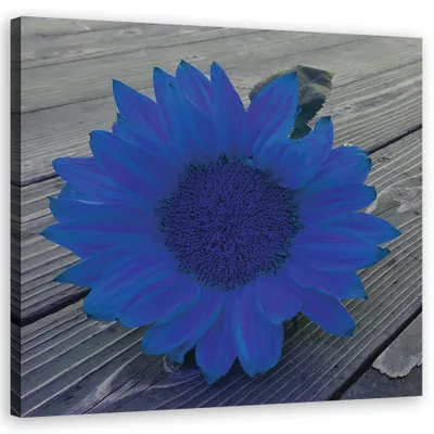 Produktbild von Leinwandbild Blaue Sonnenblume 60x60 Feeby Blau bild für die wand bereit zum aufhängen
