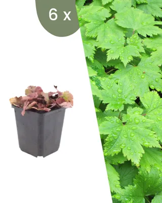 Productafbeelding van Planten van Frank | 6 Schaumbloemplanten | Tiarella Cordifolia | Bodembedekker | Winterhard | Meerjarig | Tuinplanten