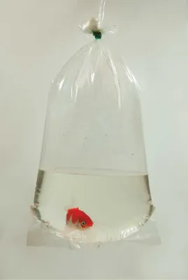 Produktbild von Fischbeutel 16x40 100 Stück Happet