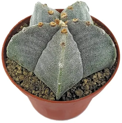 Produktbild von Fangblatt - Astrophytum myriostigma - echte Bischofsmütze im Ø 10 cm Topf - pflegleichter Kaktus - exotische Zimmerpflanze zum verlieben