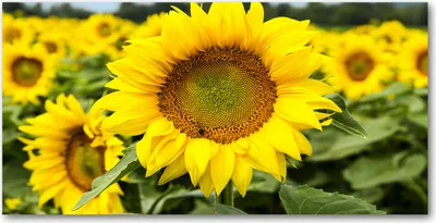 Produktbild von Tulup Glas-Bild -140x70- Wandkunst Dekorative Wand für Küche & Wohnzimmer - Blumen & Pflanzen - Sonnenblumenfeld - Gelb