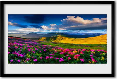 Produktbild von Bild 60x40 MDF-Rahmen Wandkunst Wiese Blumen Natur Pflanze