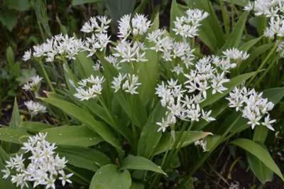 Obrázok produktu pre 50 x Allium ursinum - Divoký cesnak - Cibuľa