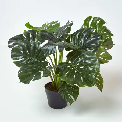 Produktbild von HOMESCAPES Monstera Kunstpflanze im Topf - 60 cm