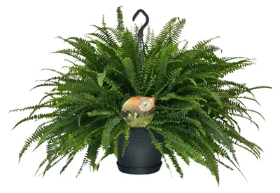 Image de Nephrolepis Green Lady - 50-60cm - Ø20cm - Plante d'intérieur - Vert persistant