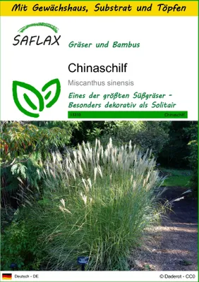 Produktbild von SAFLAX Anzucht Set - Chinaschilf - Miscanthus sinensis - 200 Samen - Mit Mini-Gewächshaus, Anzuchtsubstrat und 2 Töpfen