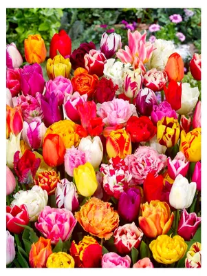 Produktbild von Premium Mix Pflückgarten 100 Stück Tulpenzwiebeln Früh- und Spätblüher
