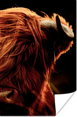 Produktbild von MuchoWow® Poster Schottischer Highlander - Kuh - Hörner - Porträt - Tiere 40x60 cm - Plakate für die Wand - Poster Babyzimmer