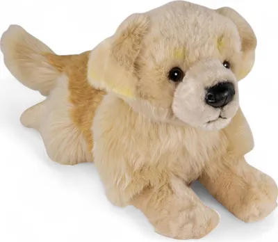 A plush toy golden retriever dog lying down on a white background.
