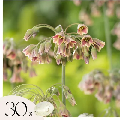 Zdjęcie produktu dla Allium Czosnek - 30 szt - Allium Nectaroscordum - Cebulki kwiatowe - Różowy