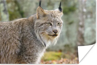 Produktbild von MuchoWow® Poster Luchs - Wald - Grau 180x120 cm - Fotoplakat