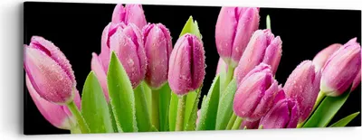 Produktbild von Bild auf Leinwand - Leinwandbild - Tulpen Blumenstrauß Tau Tropfen - 90x30cm - Wand Bild - Wanddeko - Leinwanddruck - Bilder - Kunstdruck - Wanddekoration - Leinwand bilder - Wandkunst - AB90x30-2486