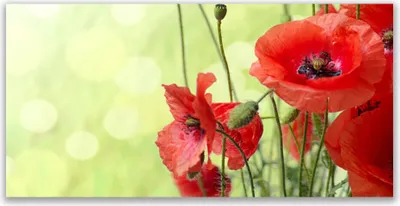 Produktbild von Tulup Leinwand-Bilder 120x60 Wandbild Canvas Kunstdruck Mohnblumen Pflanzen