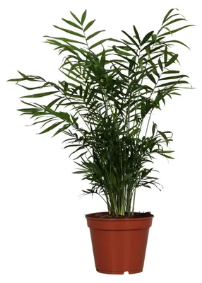 Produktbild von Chamaedorea Elegans - 45-55cm - Ø17cm - Zimmerpflanze - Immergrün