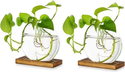 Produktbild von Moderne Glas Pflanzer Set für Hydroponik und Stecklinge