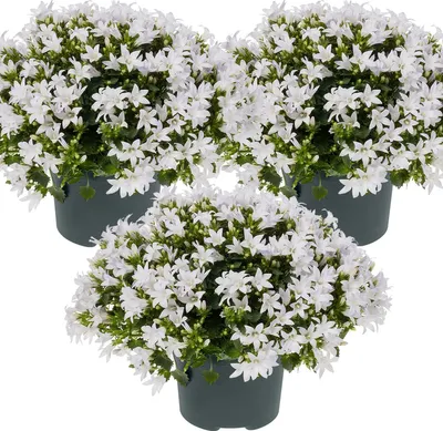 Produktbild von 3er-Set - Campanula Ambella White - Glockenblume - Bodendecker - Gartenpflanzen - Winterhart - Tierfreundlich - 10-20 cm Hoch - Topf 10,5 cm