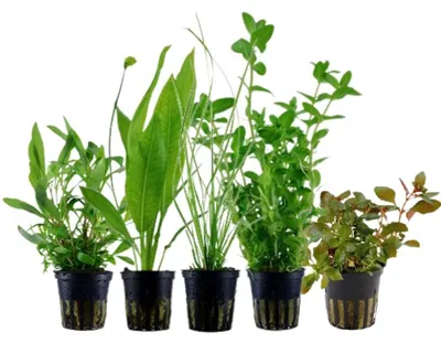 Produktbild von Pflanzen Set mit 5 Hintergrund Topf Aquarium Wasserpflanzen AquaOne Nr.117