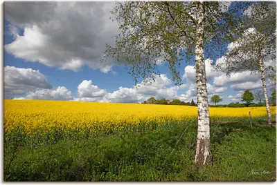 Produktbild von ARTland Leinwandbild Rapsfeld Größe: 90x60 cm