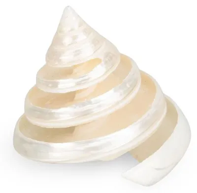 Trochus pyramis ca. 5 cm poliert, Perlmutt-Spirale