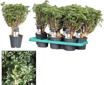 Zdjęcie produktu dla Polyscias Hawaiiana Ming Gold – bonsai roślina doniczkowa o wysokości ok. 40 cm – Ø14 cm – elegancka, delikatnie rozgałęziona roślina ozdobna do salonu, biura i pomieszczeń wewnętrznych – łatwa w pielęgnacji