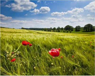 Produktbild von Wallario Poster - Mohnblumenwiese auf grüner Wiese unter blauem Himmel, Kunstdruck Größe: 40 x 50 cm