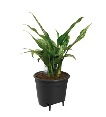 Obrázek produktu pro elho 8711904331603, Plast, Černá, 16 l, Kulatý, Vnitřní, 100%